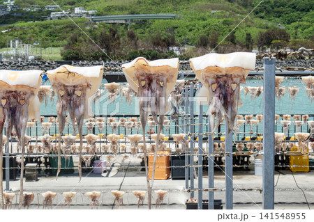 沖縄県南城市 奥武島のイカの天日干し 沖縄県南城市 奥武島のイカの天日干し 141548955