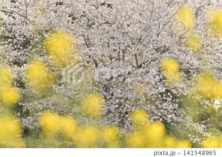 桜と菜の花 141548965