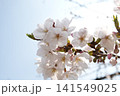 2026年の上野公園での桜 141549025