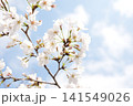 2026年の上野公園での桜 141549026