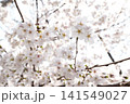 2026年の上野公園での桜 141549027