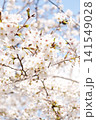 2026年の上野公園での桜 141549028