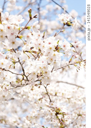 2026年の上野公園での桜 141549028
