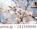 2026年の上野公園での桜 141549040