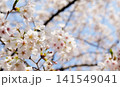 2026年の上野公園での桜 141549041