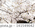 2026年の上野公園での桜 141549042