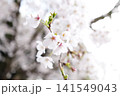 2026年の上野公園での桜 141549043