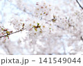 2026年の上野公園での桜 141549044