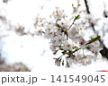 2026年の上野公園での桜 141549045