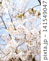 2026年の上野公園での桜 141549047