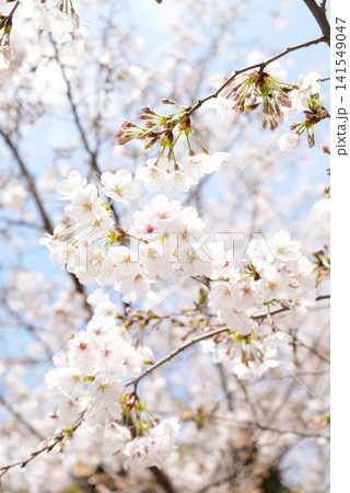 2026年の上野公園での桜 2026年の上野公園での桜 141549047