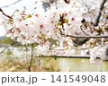 2026年の上野公園での桜 141549048