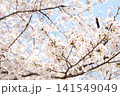 2026年の上野公園での桜 141549049