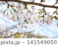 2026年の上野公園での桜 141549050