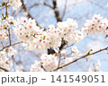 2026年の上野公園での桜 141549051