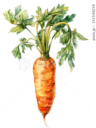 carrot carrot 141549259