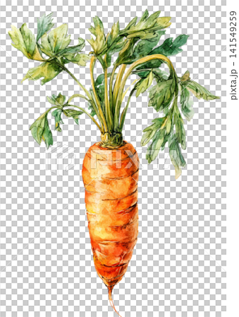 carrot carrot 141549259