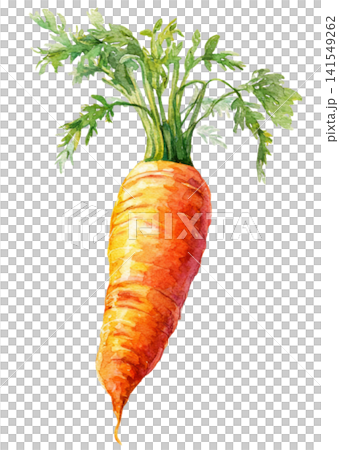 carrot carrot 141549262