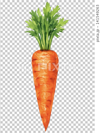 carrot carrot 141549263
