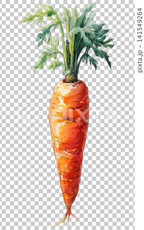 carrot carrot 141549264