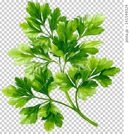 Celery Celery 141549324
