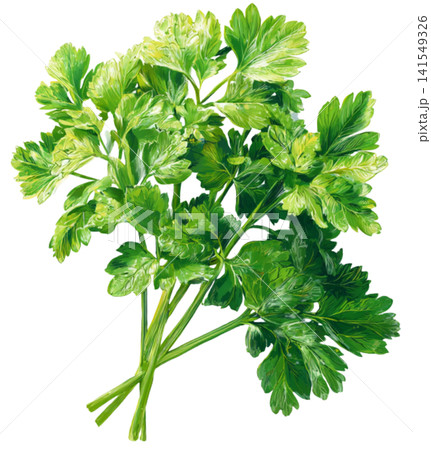 Celery Celery 141549326
