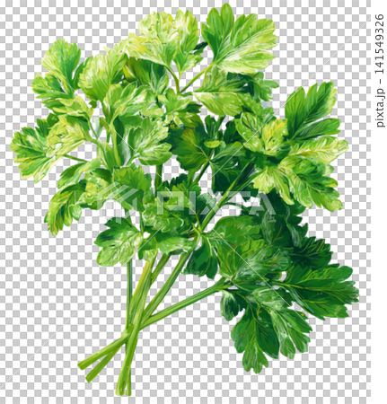 Celery Celery 141549326