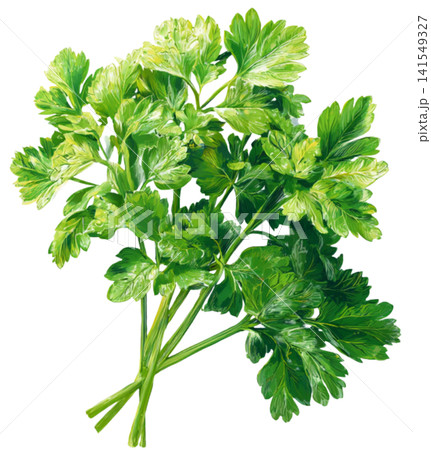 Celery Celery 141549327