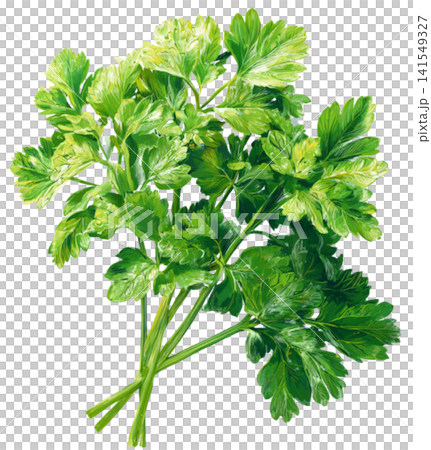 Celery Celery 141549327