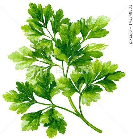 Celery 141549331