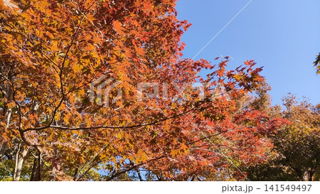秋晴れの空に映える赤やオレンジのカエデ(紅葉の風景) 秋晴れの空に映える赤やオレンジのカエデ(紅葉の風景) 141549497