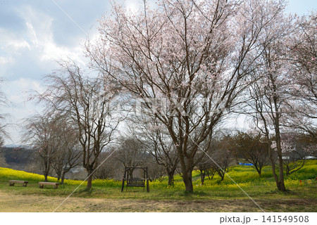 小宅(おやけ)古墳群「菜の花・桜まつり」 #28 小宅(おやけ)古墳群「菜の花・桜まつり」 #28 141549508