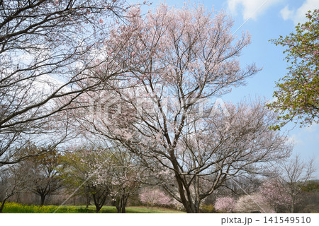 小宅(おやけ)古墳群「菜の花・桜まつり」 #30 小宅(おやけ)古墳群「菜の花・桜まつり」 #30 141549510