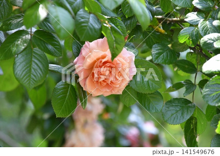 バラ バンガード(Vanguard) Hybrid Rugosa バラ バンガード(Vanguard) Hybrid Rugosa 141549676
