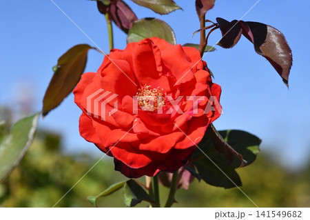 バラ 緋扇 Hybrid Tea バラ 緋扇 Hybrid Tea 141549682