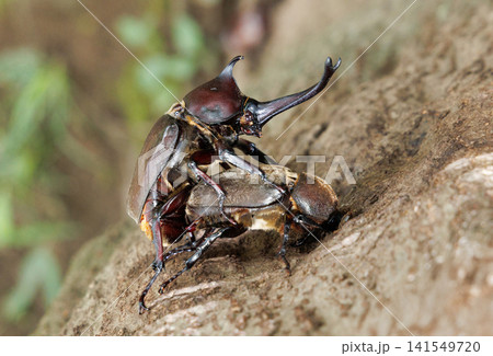 カブトムシの求愛行動 カブトムシの求愛行動 141549720