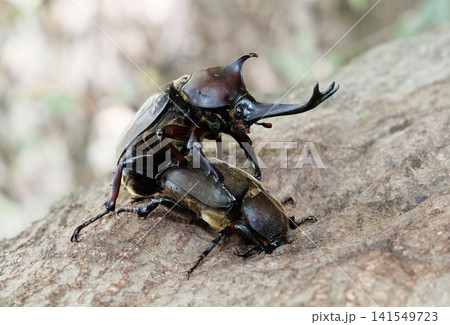 カブトムシの求愛行動 カブトムシの求愛行動 141549723