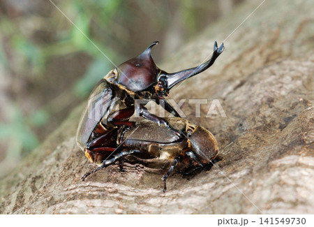 カブトムシの求愛行動 141549730