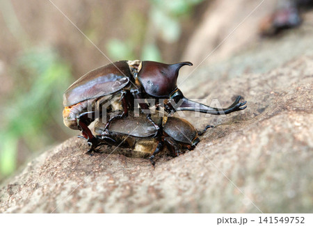 カブトムシの求愛行動 カブトムシの求愛行動 141549752