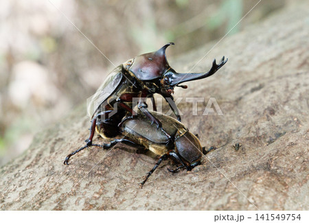 カブトムシの求愛行動 カブトムシの求愛行動 141549754