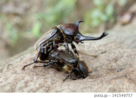 カブトムシの求愛行動 カブトムシの求愛行動 141549757