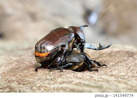 カブトムシの求愛行動 カブトムシの求愛行動 141549774