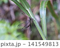 オキナワツノトンボ 141549813