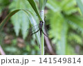 オキナワツノトンボ 141549814