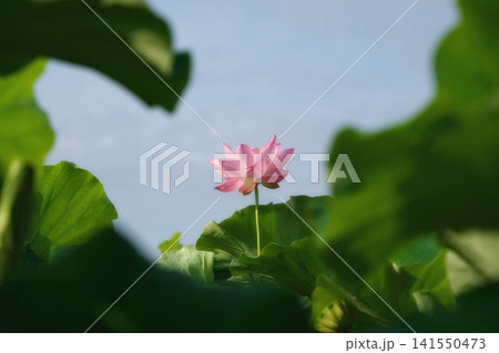 蓮花 蓮花 141550473