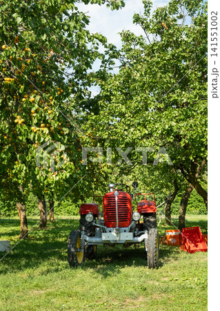 Red vintage agricultural tractor parked in a green fruit orchard on a sunny summer day Red vintage agricultural tractor parked in a green fruit orchard on a sunny summer day 141551002