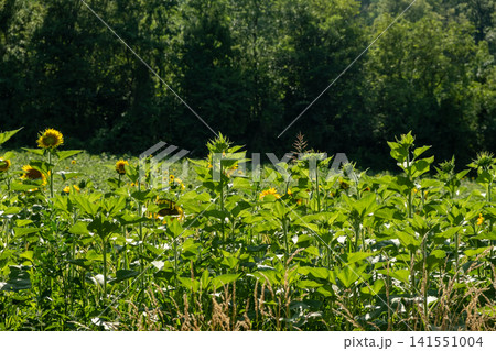 Young sunflowers blooming in a green agricultural field under bright sunlight Young sunflowers blooming in a green agricultural field under bright sunlight 141551004
