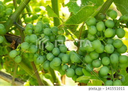 Clusters of Green Grapes Growing on Grapevines in a Sunny Vineyard Clusters of Green Grapes Growing on Grapevines in a Sunny Vineyard 141551011