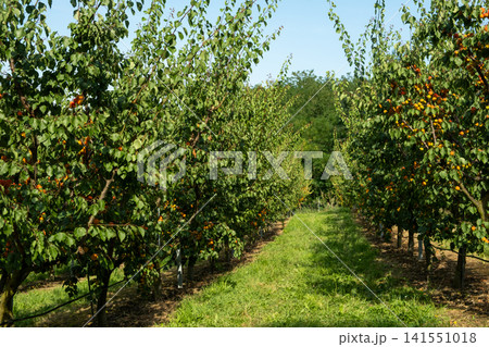Apricot Orchard with Ripe Fruits on Trees in a Sunny Summer Garden Apricot Orchard with Ripe Fruits on Trees in a Sunny Summer Garden 141551018