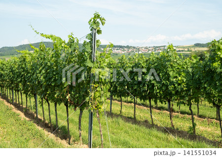 Scenic agricultural landscape of a vineyard field in European countryside Scenic agricultural landscape of a vineyard field in European countryside 141551034